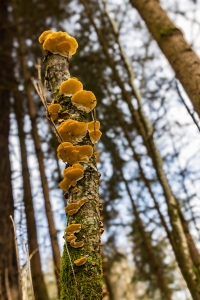 Tronc aux champignons